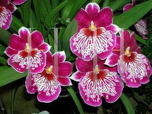 Picture of Miltonia  