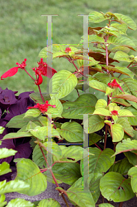 Picture of Mussaenda erythrophylla 