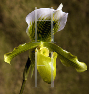 Picture of Paphiopedilum x 