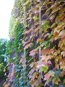 Picture of Parthenocissus tricuspidata 