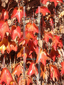 Picture of Parthenocissus tricuspidata 