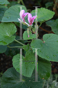 Picture of Pelargonium cordifolium 