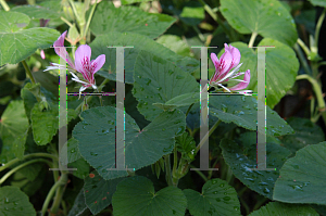 Picture of Pelargonium cordifolium 