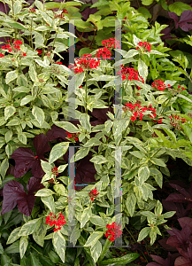 Picture of Pentas lanceolata 'Stars & Stripes'