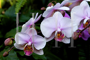 Picture of Phalaenopsis x 