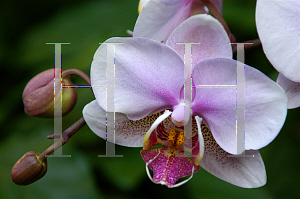 Picture of Phalaenopsis x 