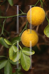 Picture of Poncirus trifoliata 