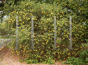 Picture of Poncirus trifoliata 