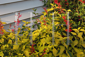 Picture of Salvia elegans 'Golden Delicious'