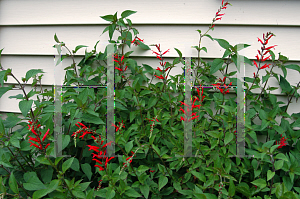 Picture of Salvia elegans 