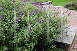 Picture of Salvia leucantha 