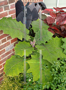 Picture of Solanum quitoense 