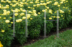 Picture of Tagetes erecta 'Primrose Lady'