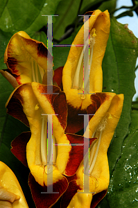 Picture of Thunbergia mysorensis 