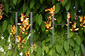 Picture of Thunbergia mysorensis 