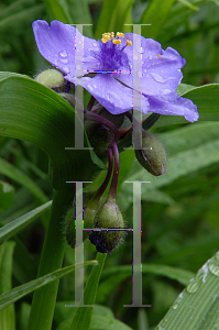 Picture of Tradescantia virginiana 