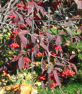 Picture of Viburnum setigerum 