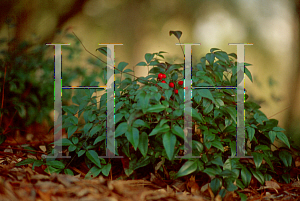 Picture of Nandina domestica 'Jaytee (Harbor Belle )'