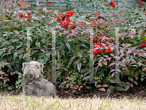 Picture of Nandina domestica 'Jaytee (Harbor Belle )'