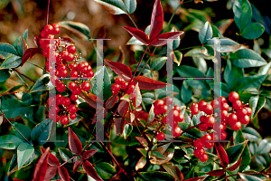 Picture of Nandina domestica 'Jaytee (Harbor Belle )'