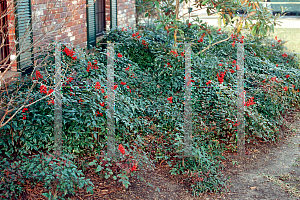 Picture of Nandina domestica 'Jaytee (Harbor Belle )'