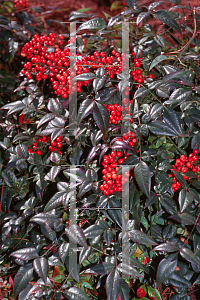 Picture of Nandina domestica 'Jaytee (Harbor Belle )'