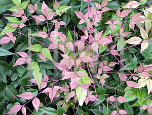 Picture of Nandina domestica 'Jaytee (Harbor Belle )'