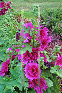 Picture of Alcea rosea 'Queeny Purple'