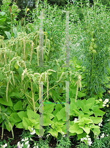 Picture of Amaranthus caudatus 'Viridis'