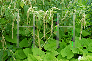 Picture of Amaranthus caudatus 'Viridis'