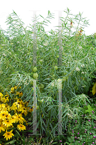 Picture of Asclepias physocarpa 