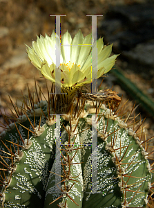 Picture of Astrophytum ornatum 