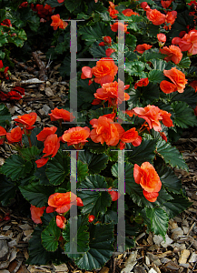 Picture of Begonia  'Solenia Salmon Coral'