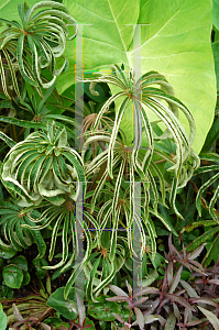 Picture of Begonia luxurians 