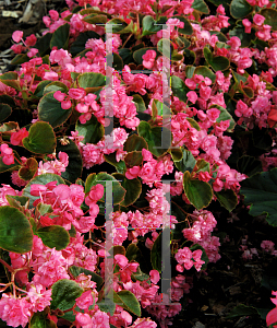 Picture of Begonia semperflorens-cultorum hybrids 'Doublet Rose'