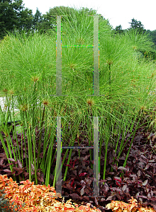 Picture of Cyperus papyrus 'Graceful Grasses  King Tut'