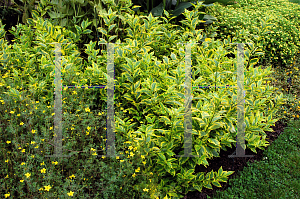 Picture of Duranta erecta 'Golden Edge'