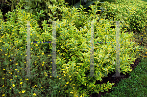 Picture of Duranta erecta 'Golden Edge'