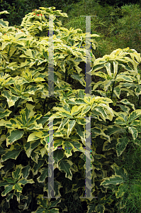 Picture of Euphorbia heterophylla 'Variegata'