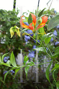 Picture of Gloriosa superba 