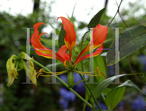 Picture of Gloriosa superba 