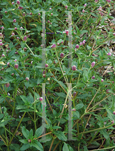 Picture of Gomphrena globosa 'Lil Pinkies'