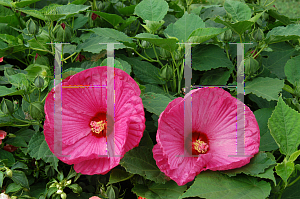 Picture of Hibiscus moscheutos 'Luna Pink'