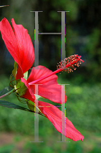 Picture of Hibiscus coccineus 