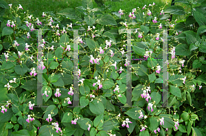 Picture of Impatiens balfourii 