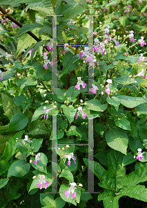 Picture of Impatiens balfourii 