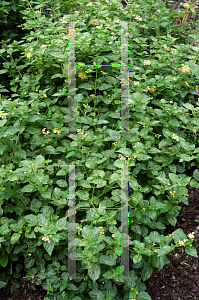 Picture of Lantana camara 'Luscious Tropical Fruit'