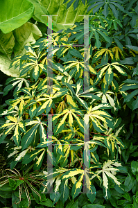 Picture of Manihot esculenta 'Variegata'