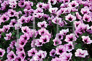 Picture of Petunia x hybrida 'Supertunia Bordeaux'