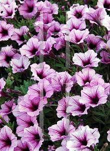 Picture of Petunia x hybrida 'Supertunia Bordeaux'